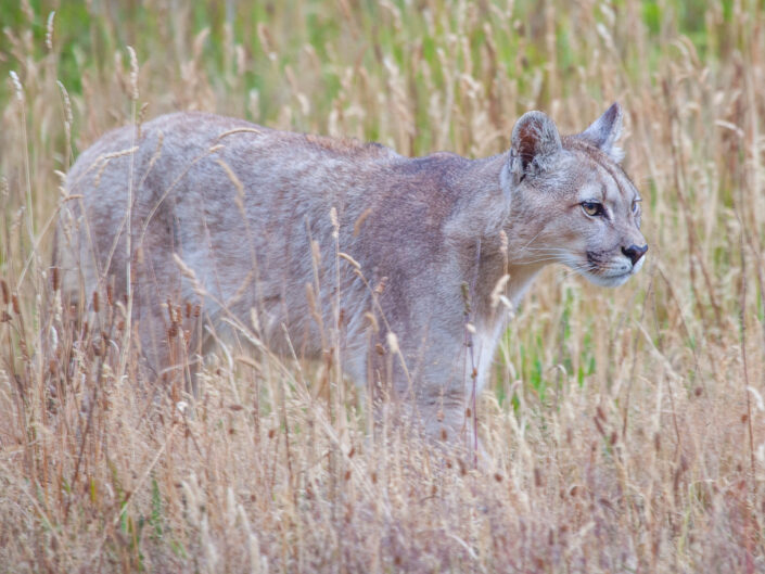 Patagonia – Animals